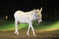 Apassionata_2014    128